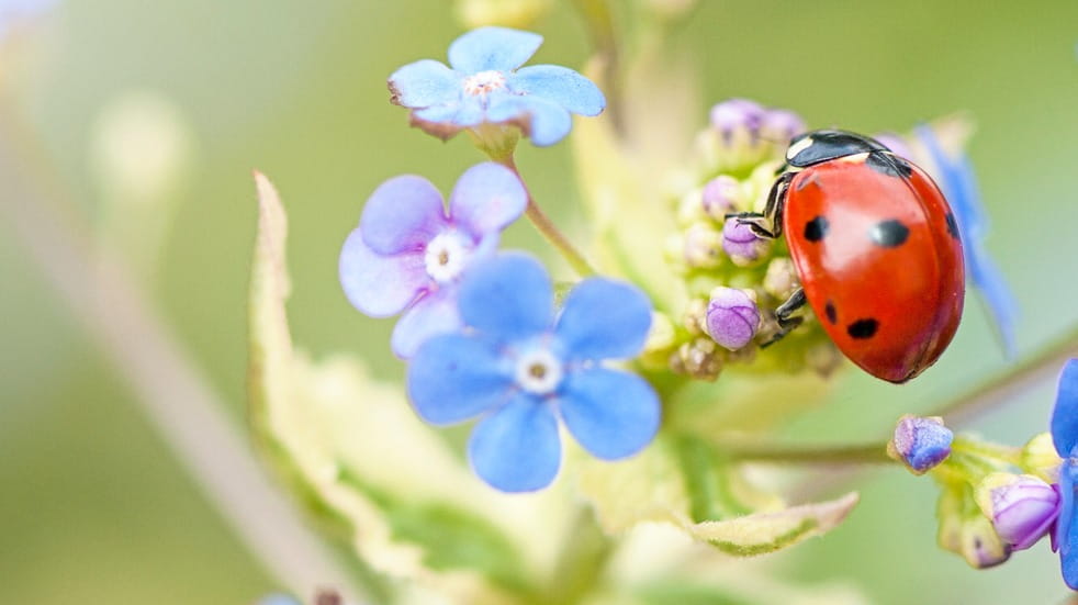 25 uk insect safari